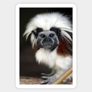 Cotton-top Tamarin Sticker